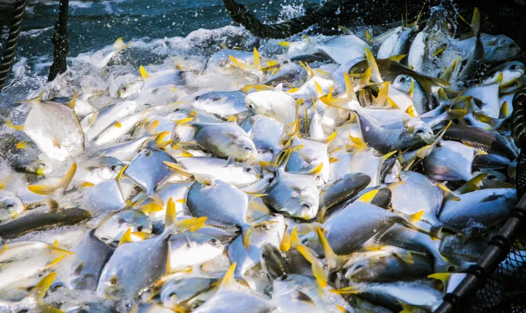 三亞今年首批深海網(wǎng)箱金鯧魚(yú)喜獲豐收