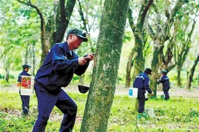 探索“橡膠+”經(jīng)濟模式 三亞老膠林長出“新財富密碼”